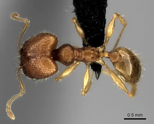 Pheidole haboka specimen CASENT0076951 image casent0076951_1