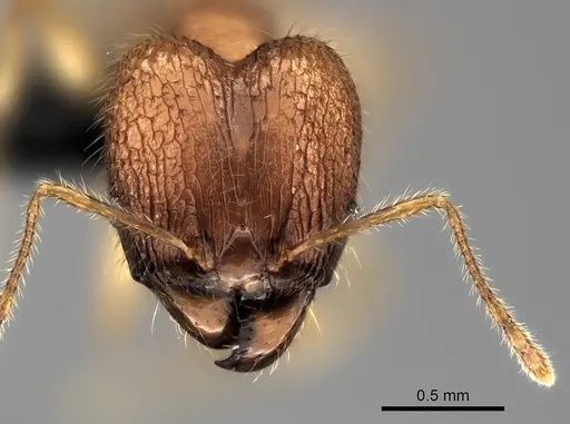 Pheidole haboka specimen CASENT0076951 image casent0076951_2