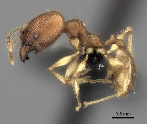 Pheidole haboka specimen CASENT0076951 image casent0076951_3