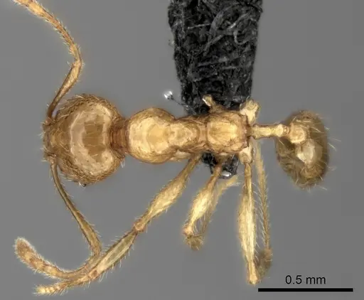 Pheidole haboka specimen CASENT0142245 image casent0142245_1
