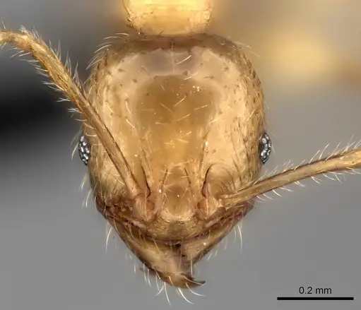 Pheidole haboka specimen CASENT0142245 image casent0142245_2