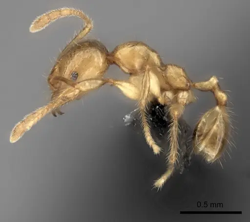 Pheidole haboka specimen CASENT0142245 image casent0142245_3