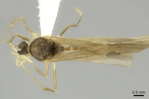 Pheidole haboka specimen CASENT0198762 image casent0198762_1