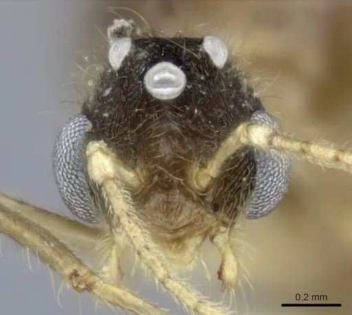 Pheidole haboka specimen CASENT0198762 image casent0198762_2
