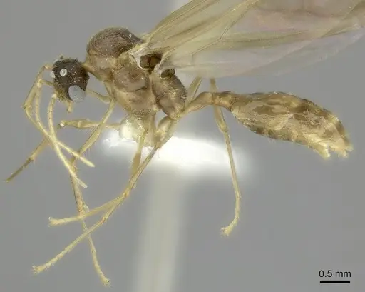 Pheidole haboka specimen CASENT0198762 image casent0198762_3