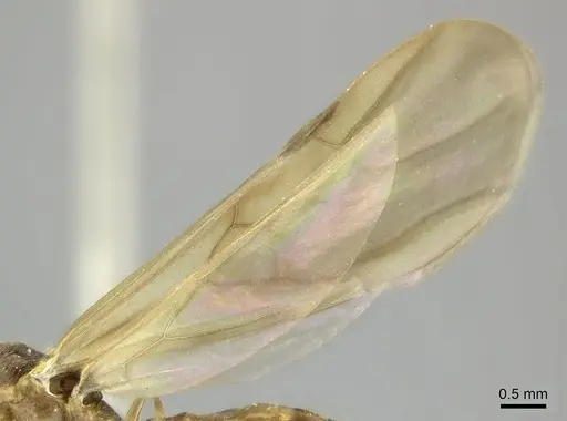 Pheidole haboka specimen CASENT0198762 image casent0198762_4