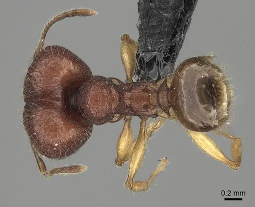 Pheidole haboka specimen CASENT0413684 image casent0413684_1