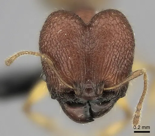 Pheidole haboka specimen CASENT0413684 image casent0413684_2