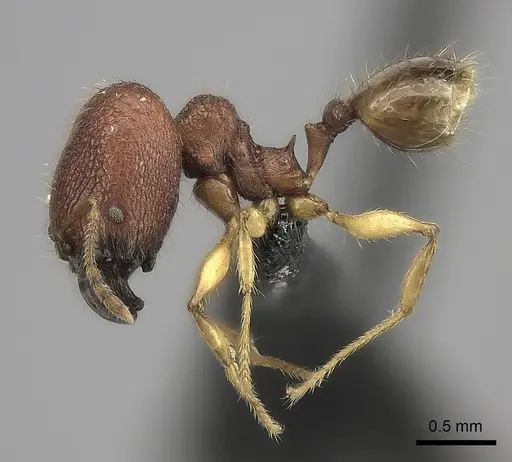 Pheidole haboka specimen CASENT0413684 image casent0413684_3