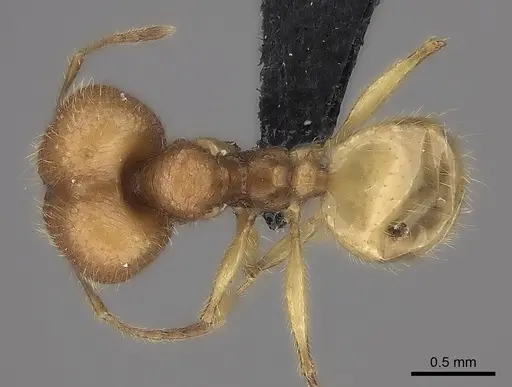 Pheidole haboka specimen CASENT0484017 image casent0484017_1