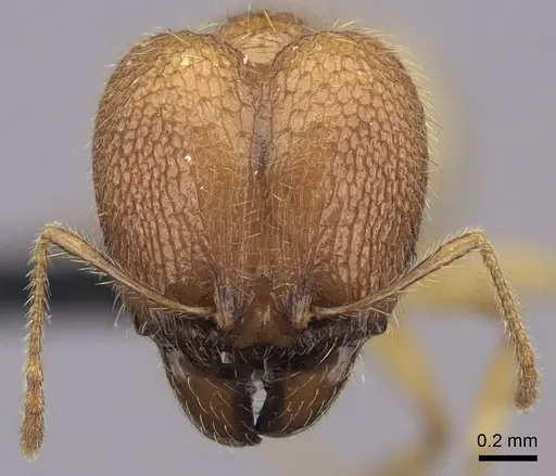 Pheidole haboka specimen CASENT0484017 image casent0484017_2