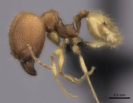 Pheidole haboka specimen CASENT0484017 image casent0484017_3