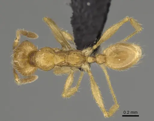 Pheidole haboka specimen CASENT0491601 image casent0491601_1