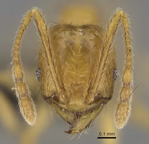 Pheidole haboka specimen CASENT0491601 image casent0491601_2
