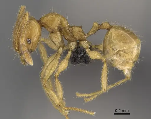 Pheidole haboka specimen CASENT0491601 image casent0491601_3