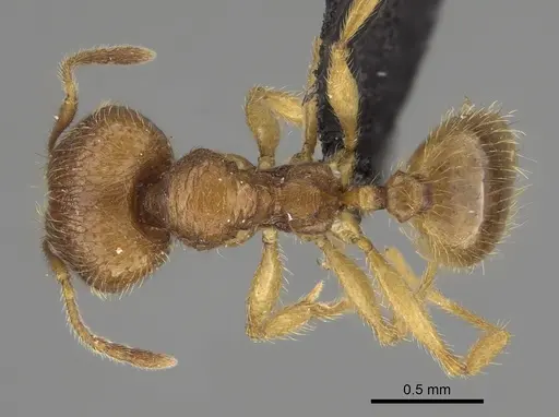 Pheidole haboka specimen CASENT0491605 image casent0491605_1