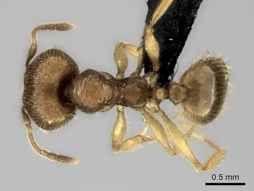 Pheidole haboka specimen CASENT0491605 image casent0491605_2