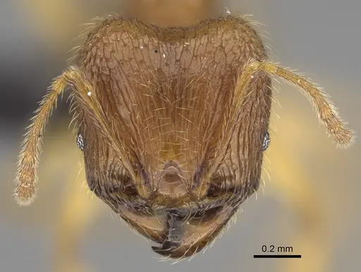 Pheidole haboka specimen CASENT0491605 image casent0491605_3