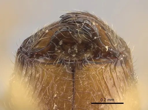 Pheidole haboka specimen CASENT0491605 image casent0491605_4