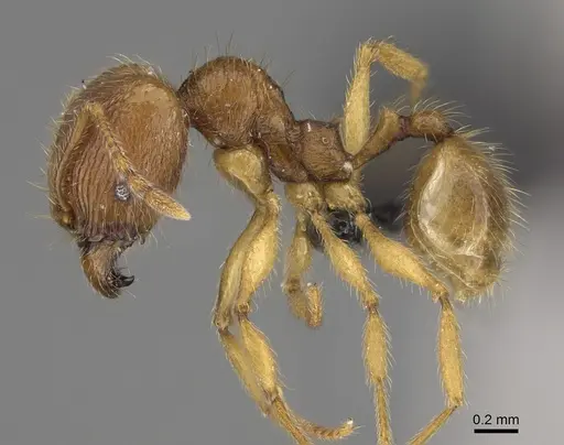 Pheidole haboka specimen CASENT0491605 image casent0491605_5
