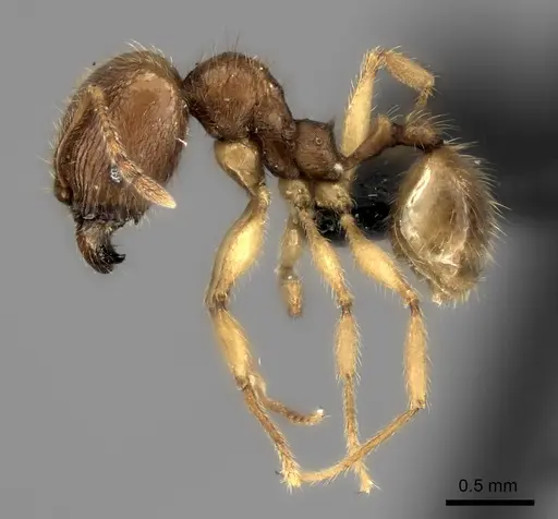 Pheidole haboka specimen CASENT0491605 image casent0491605_6