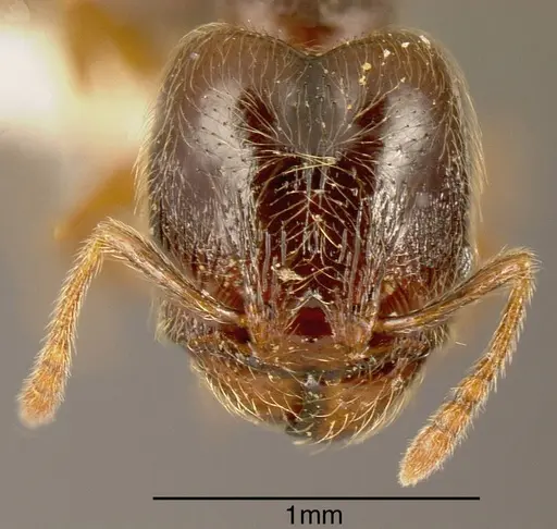 Pheidole hansoni specimen CASENT0636565 image casent0636565_1