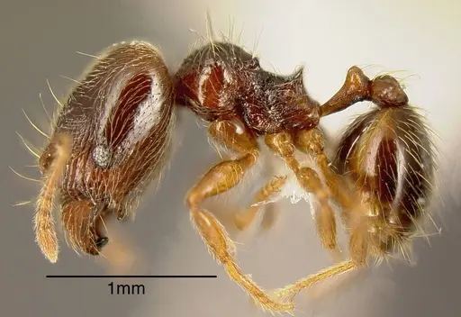 Pheidole hansoni specimen CASENT0636565 image casent0636565_2
