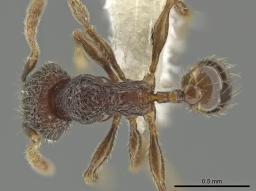 Pheidole hansoni specimen CASENT0646368 image casent0646368_1