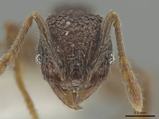 Pheidole hansoni specimen CASENT0646368 image casent0646368_2