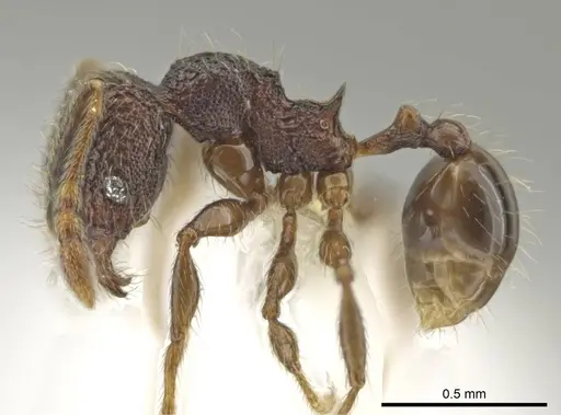 Pheidole hansoni specimen CASENT0646368 image casent0646368_3