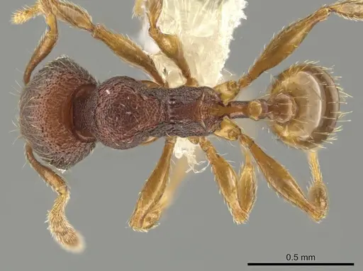 Pheidole hansoni specimen CASENT0648727 image casent0648727_1