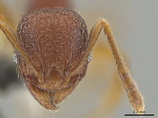 Pheidole hansoni specimen CASENT0648727 image casent0648727_2