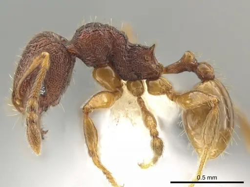 Pheidole hansoni specimen CASENT0648727 image casent0648727_3