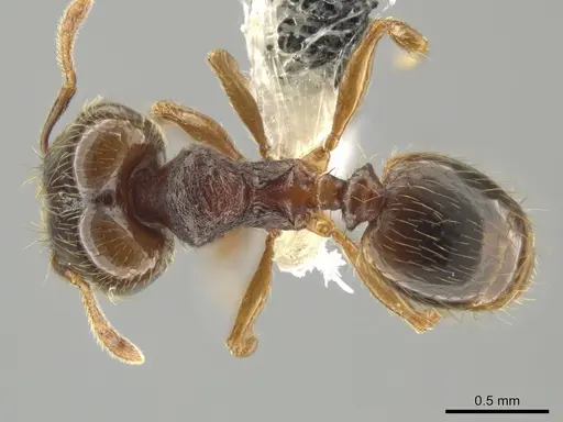 Pheidole hansoni specimen CASENT0648728 image casent0648728_1