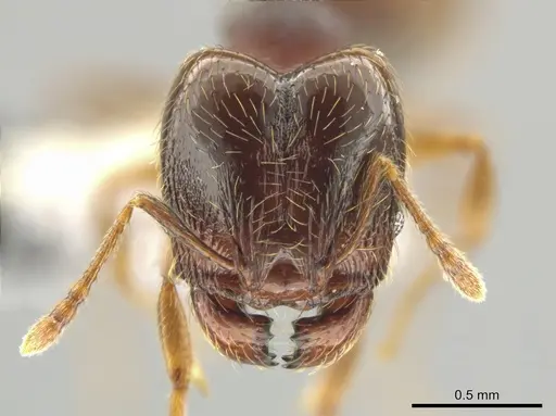 Pheidole hansoni specimen CASENT0648728 image casent0648728_2