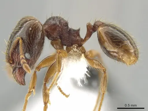 Pheidole hansoni specimen CASENT0648728 image casent0648728_3