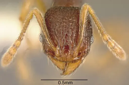 Pheidole hansoni specimen INBIOCRI001282783 image inbiocri001282783_1