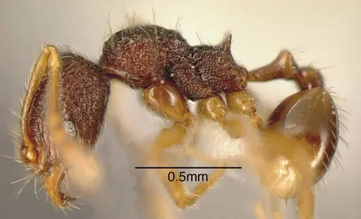 Pheidole hansoni specimen INBIOCRI001282783 image inbiocri001282783_2