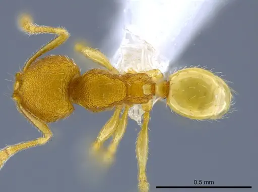 Pheidole harrisonfordi specimen CASENT0618015 image casent0618015_1