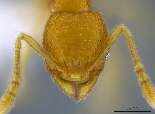 Pheidole harrisonfordi specimen CASENT0618015 image casent0618015_2