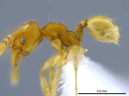 Pheidole harrisonfordi specimen CASENT0618015 image casent0618015_3