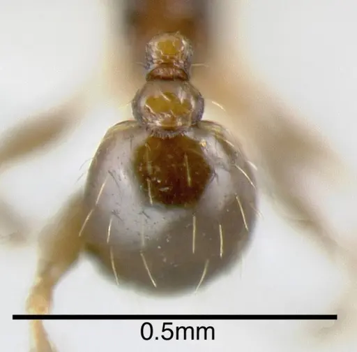 Pheidole harrisonfordi specimen CASENT0635544 image casent0635544_1