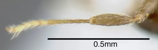 Pheidole harrisonfordi specimen CASENT0635544 image casent0635544_2