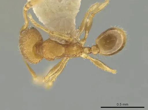 Pheidole harrisonfordi specimen CASENT0646277 image casent0646277_1