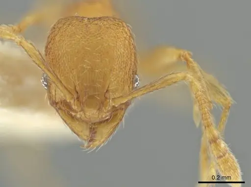Pheidole harrisonfordi specimen CASENT0646277 image casent0646277_2