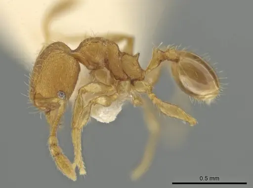 Pheidole harrisonfordi specimen CASENT0646277 image casent0646277_3