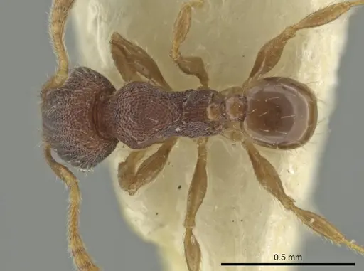 Pheidole harrisonfordi specimen CASENT0646279 image casent0646279_1