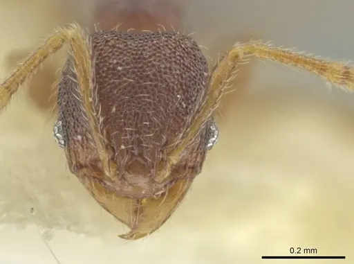 Pheidole harrisonfordi specimen CASENT0646279 image casent0646279_2