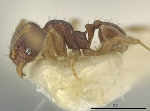 Pheidole harrisonfordi specimen CASENT0646279 image casent0646279_3