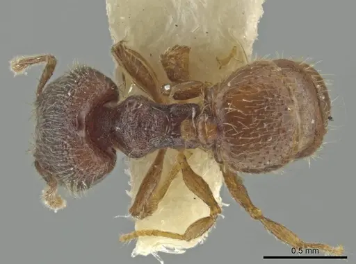 Pheidole harrisonfordi specimen CASENT0646281 image casent0646281_1